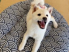 -柴犬小屋·柴餐厅·狗咖食堂(金鼎广场店)