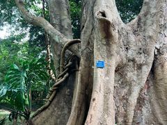 -中国科学院西双版纳热带植物园