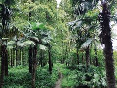 -黄海国家森林公园