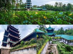 -桂湖森林公园