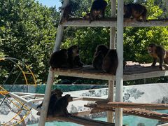 -西霞口神雕山野生动物世界