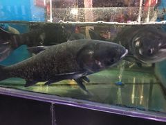 -全乐鱼馆·淳牌有机鱼直营店