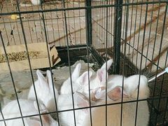 -奉天宴遇烧烤·冒锅