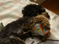 -爱侣宠医·鹦鹉专科·小型哺乳类·异宠专科(灵石路店)