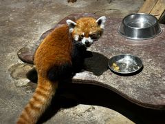 -绿色星球动物主题公园