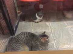 -猫咪博物馆(顶澳仔猫街店)