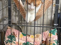 -噏耷茶档
