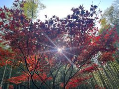 -西湖风景区十里琅珰-五云山