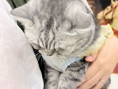 -共舞时光猫咖·狗咖(新街口店)