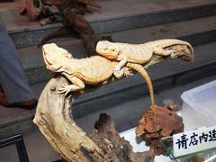 -华声天桥民俗文化园