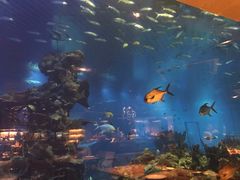 -海棠湾洲际-涛·海底餐厅·美人鱼·自助餐·海底隧道