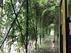 -合肥滨湖国家森林公园