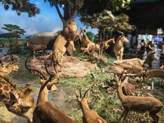 -国家自然博物馆