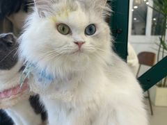 -共舞时光猫咖·狗咖(新街口店)
