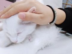 撸猫Rua羊驼-Heymao猫咖.咖啡厅(东门店)