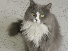 -喵园·猫主题咖啡厅·撸猫·猫咖(国贸店)