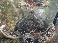-江和美海洋公园