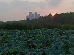 -前关湿地公园