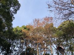 -岳麓山风景名胜区