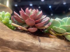-素虎料理(前门店)