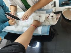 -派联宠物医院·24h·CT·异宠