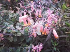 -上海鲜花港