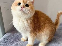 -东方名猫馆·英短金渐层布偶猫舍(环线广场1号楼店)