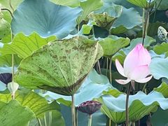 -荔湾湖公园