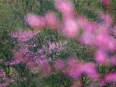 -新建村梅花