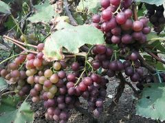 -万源龙顺度假庄园生态观光园