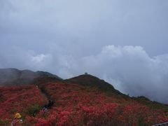 -大围山国家森林公园