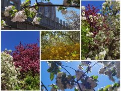 -海棠花溪(元大都城垣遗址公园)