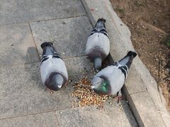 -广胜寺塔
