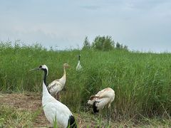 -黑龙江扎龙生态旅游区