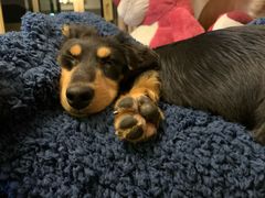 -翊宠yipet猫狗购宠庄园犬舍•猫舍