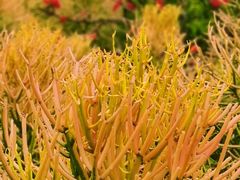 -东莞植物园