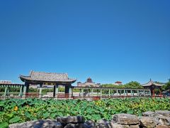 -莲花池公园