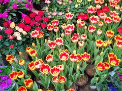 -秦美花卉(天朗·莱茵小城2期店)