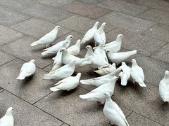 -上海龙之梦万丽酒店