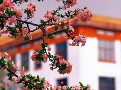 -四川大学(望江校区)