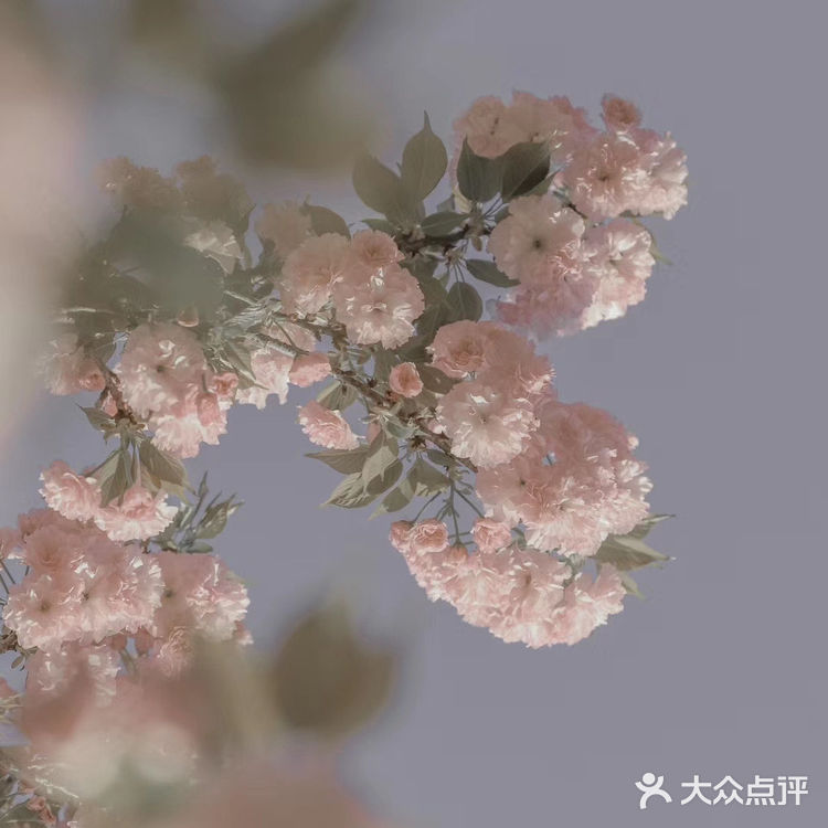 (桃、杏、梨对应的颜色红、粉、白)花里带着甜味