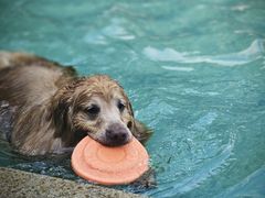 -汪说喵讲宠物乐园宠物酒店(红星美凯龙店)
