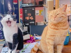 -喵屿·大理花园猫咖