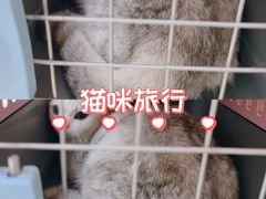 -瑞派新吉太郎宠物医院·重症转诊中心·泌尿道(嘉禾望岗院)