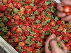 -Dr.t茶博士(广技师店)