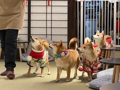 -逗柴咖啡屋·狗咖猫咖宠物桌游