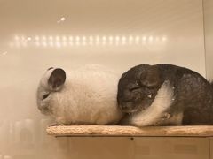 -龙猫仔乐园(惠福东路店)