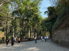 -西双版纳原始森林公园