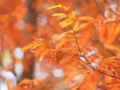 -白鹭湾湿地公园