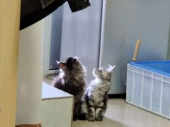 -联合动物医院(光谷诊疗中心)